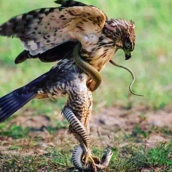 Meet your Posher, Vicent - Picture 1 of 1